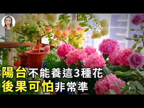 陽台可以種玫瑰花嗎|陽台可以種玫瑰花嗎？陽台種植玫瑰花的完整指南 